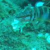 Picture taken during the dive