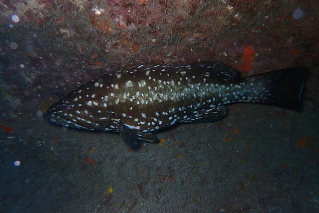 Diving in Spain, Gran Canaria - By Davidjim