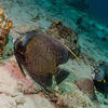 Picture taken during the dive