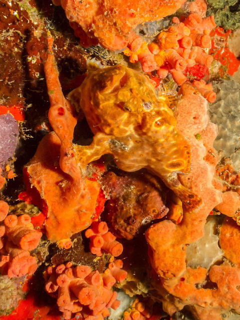 Dive Grenada - Dive Center in United States