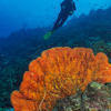 Picture taken during the dive