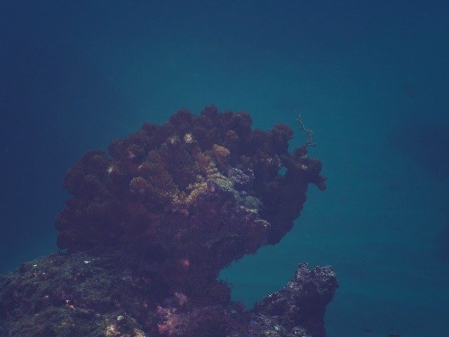 Amigos Del Mar - Dive Center in Mexico