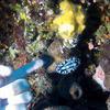 Picture taken during the dive