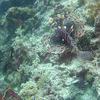 Picture taken during the dive