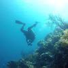 Picture taken during the dive