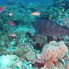Picture taken during the dive