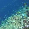 Picture taken during the dive