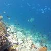 Picture taken during the dive