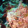 Picture taken during the dive
