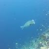 Picture taken during the dive