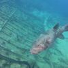 Picture taken during the dive