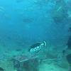 Picture taken during the dive