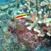Picture taken during the dive
