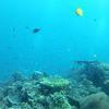 Picture taken during the dive