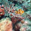 Picture taken during the dive
