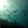 Picture taken during the dive