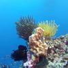 Picture taken during the dive