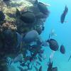 Picture taken during the dive