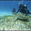 Picture taken during the dive