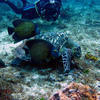Picture taken during the dive