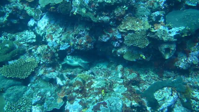 Froggies Divers - Dive Center in United States