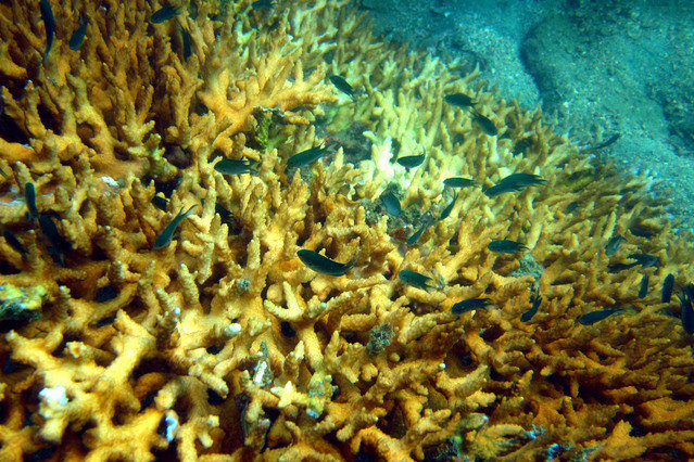Scuba Addicts - Dive Center in Thailand