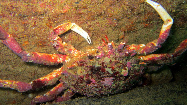 SAL Diver Training - Dive Center in United Kingdom