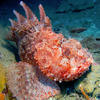 Picture taken during the dive