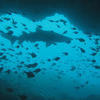 Picture taken during the dive