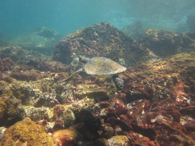 Tubarão Rio - Dive Center in Brazil