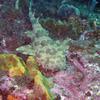 Picture taken during the dive